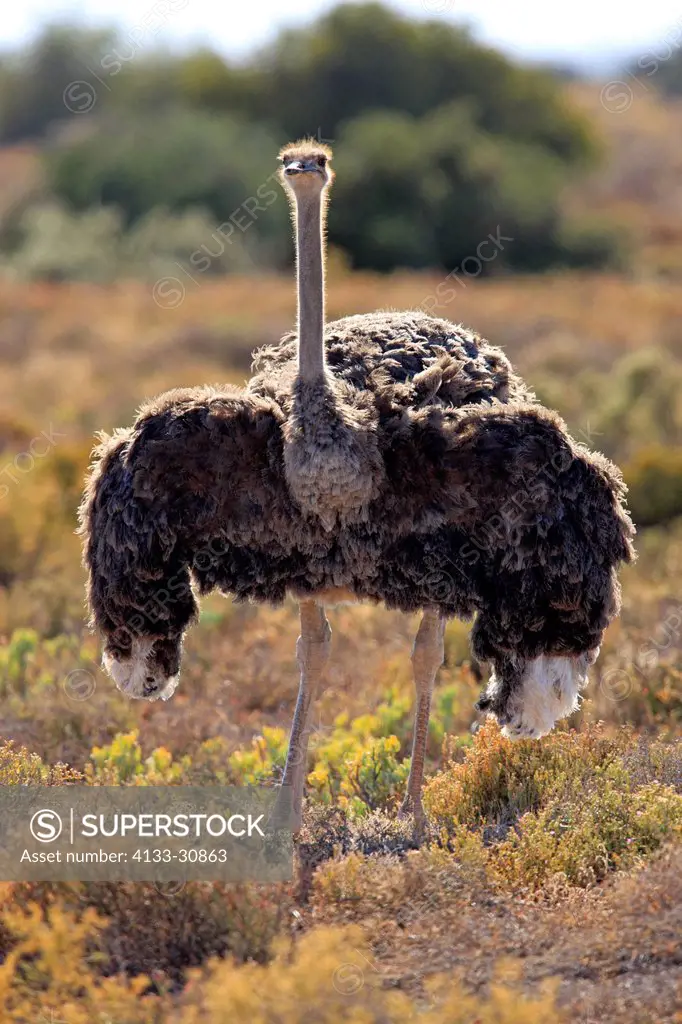 South African Ostrich, Struthio camelus australis, Oudtshoorn, Klein Karoo, South Africa, Africa, adult female