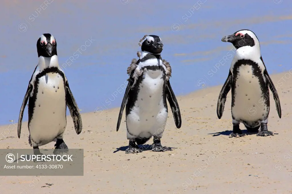 Jackass Penguin, Spheniscus demersus, Boulder, Simon´s Town, Western Cape, South Africa, Africa, adults and young at beach