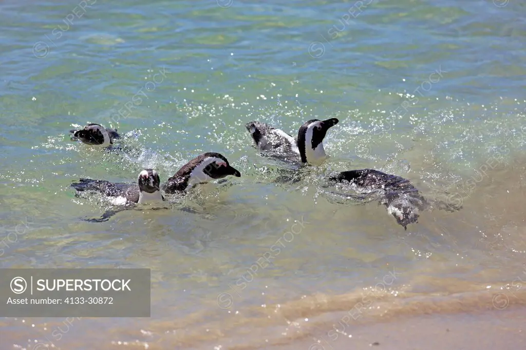 Jackass Penguin, Spheniscus demersus, Boulder, Simon´s Town, Western Cape, South Africa, Africa, group swimming in sea