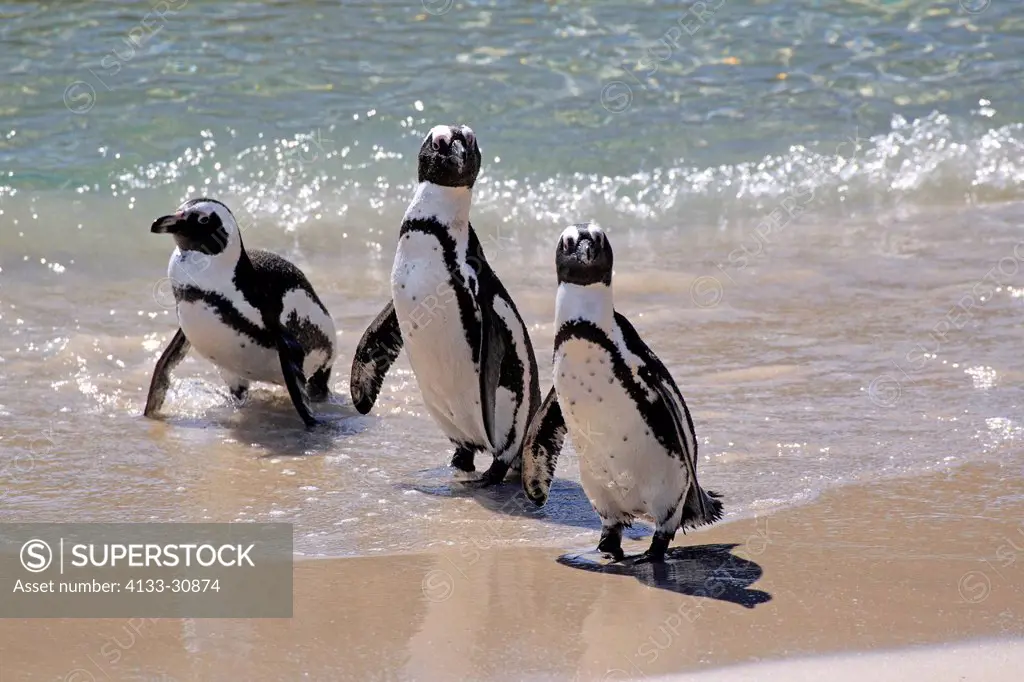 Jackass Penguin, Spheniscus demersus, Boulder, Simon´s Town, Western Cape, South Africa, Africa, group at beach