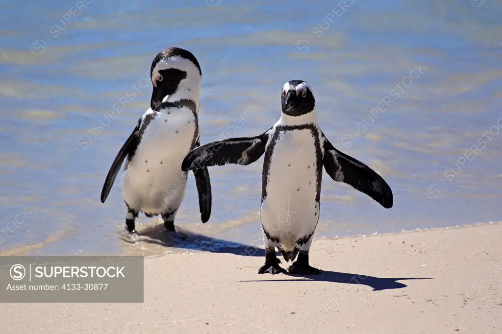 Jackass Penguin, Spheniscus demersus, Boulder, Simon´s Town, Western Cape, South Africa, Africa, couple at beach