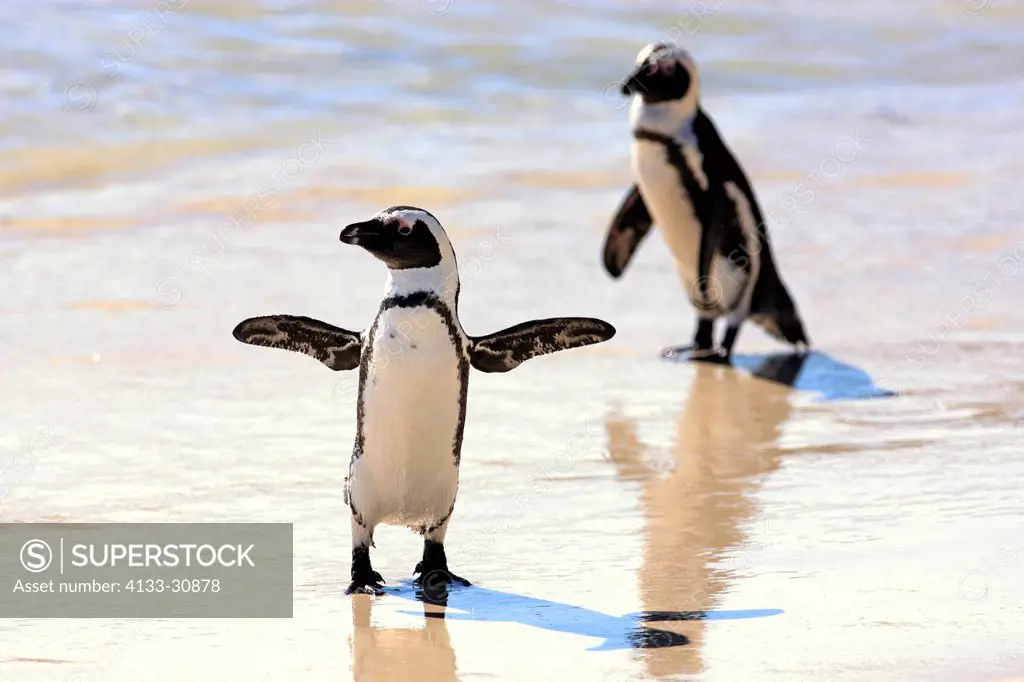 Jackass Penguin, Spheniscus demersus, Boulder, Simon´s Town, Western Cape, South Africa, Africa, couple at beach