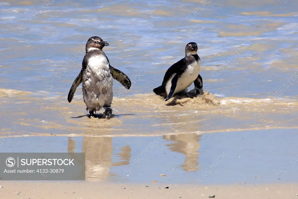 Jackass Penguin, Spheniscus demersus, Boulder, Simon´s Town, Western Cape, South Africa, Africa, subadults at beach