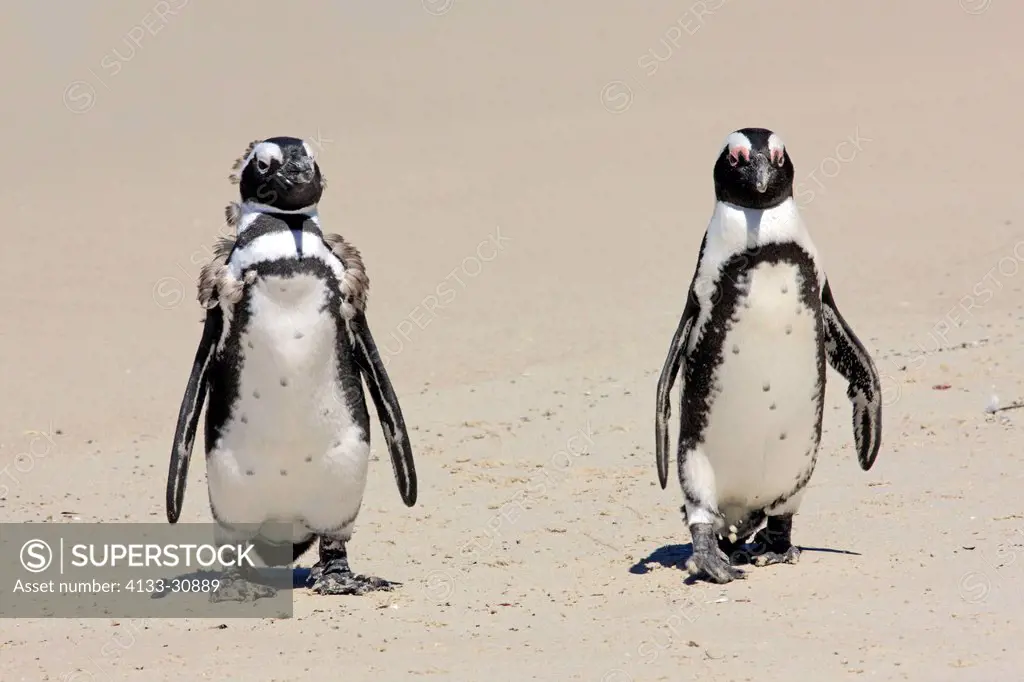 Jackass Penguin, Spheniscus demersus, Boulder, Simon´s Town, Western Cape, South Africa, Africa, subadults at beach