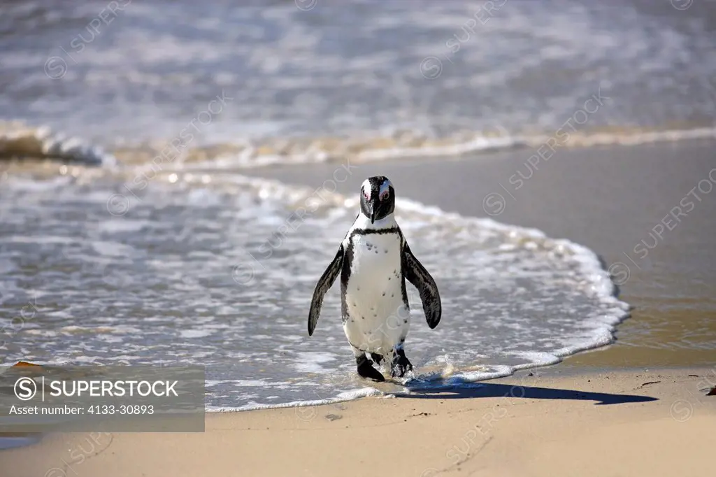 Jackass Penguin, Spheniscus demersus, Boulder, Simon´s Town, Western Cape, South Africa, Africa, adult at beach