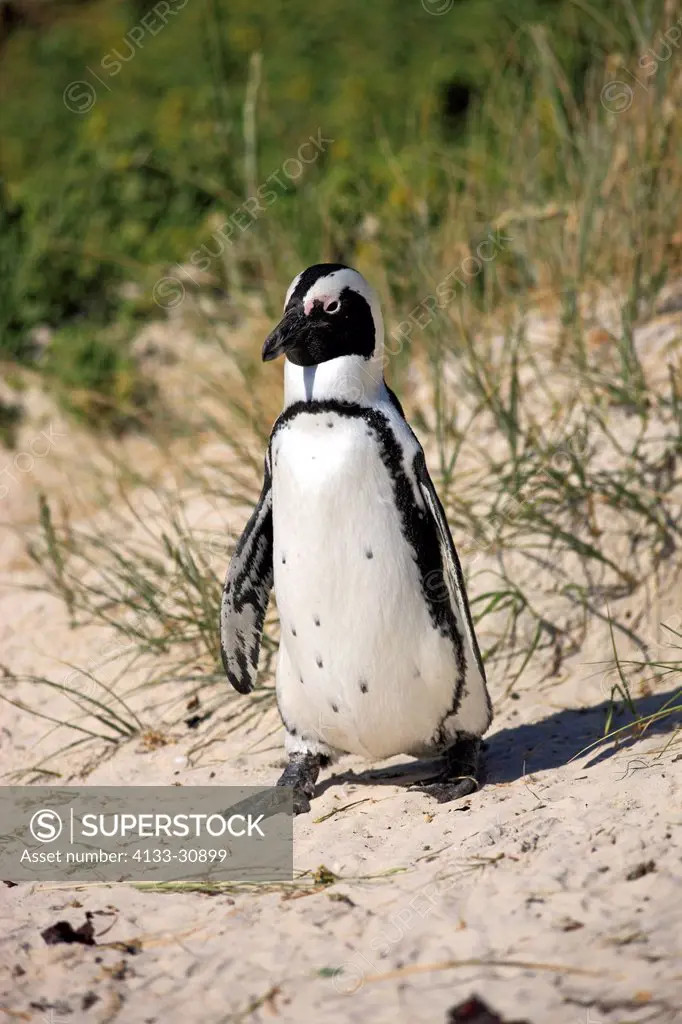 Jackass Penguin, Spheniscus demersus, Boulder, Simon´s Town, Western Cape, South Africa, Africa, adult at beach