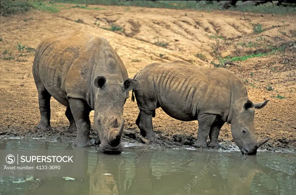 White Rhinoceros,Square Lipped Rhinoceros,Ceratotherium simum,Mkuzi Game Reserve,Natal,South Africa,adult female with young drinking at water