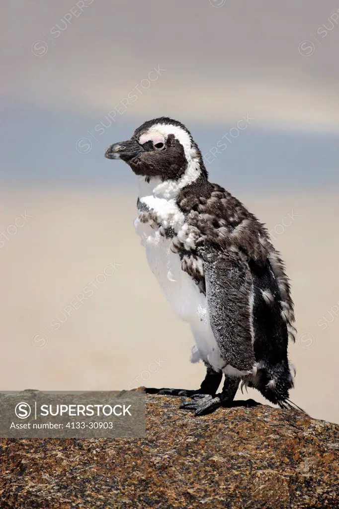 Jackass Penguin, Spheniscus demersus, Boulder, Simon´s Town, Western Cape, South Africa, Africa, subadult at beach
