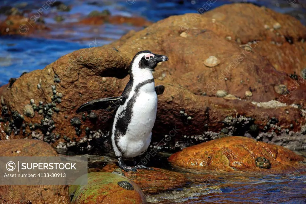 Jackass Penguin, Spheniscus demersus, Betty´s Bay, Western Cape, South Africa, Africa, adult on rock