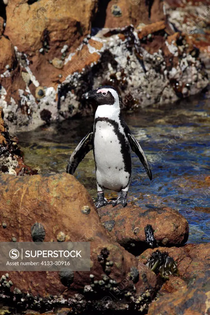Jackass Penguin, Spheniscus demersus, Betty´s Bay, Western Cape, South Africa, Africa, adult on rock