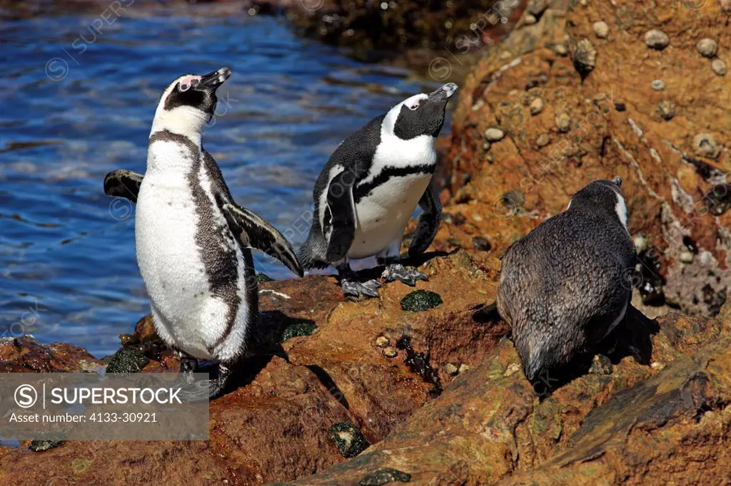 Jackass Penguin, Spheniscus demersus, Betty´s Bay, Western Cape, South Africa, Africa, group of adults on rock