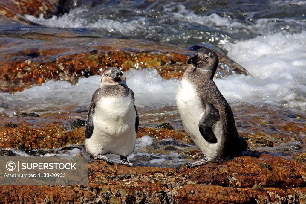Jackass Penguin, Spheniscus demersus, Betty´s Bay, Western Cape, South Africa, Africa, adult couple on rock