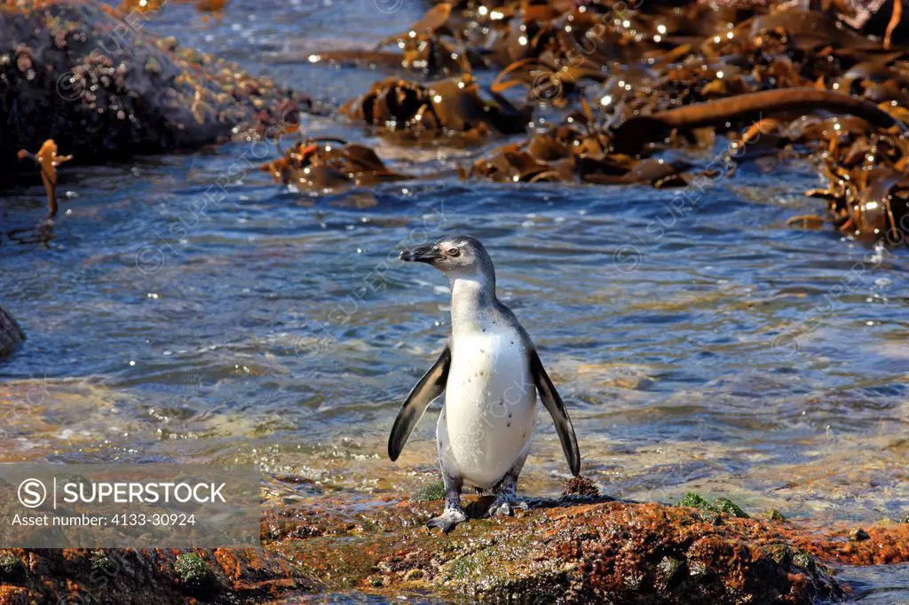 Jackass Penguin, Spheniscus demersus, Betty´s Bay, Western Cape, South Africa, Africa, adults on rock at water