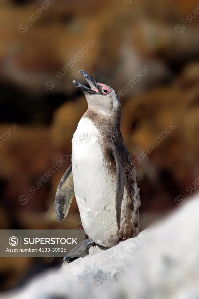 Jackass Penguin, Spheniscus demersus, Betty´s Bay, Western Cape, South Africa, Africa, adult on rock calling