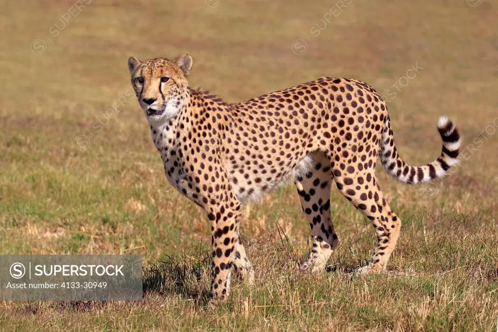 Cheetah, Acinonyx jubatus, South Africa, Africa, adult alert