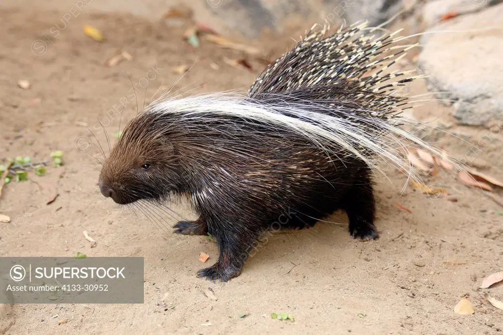 Cape Porcupine, Hystrix africaeaustralis, South Africa, Africa, adult