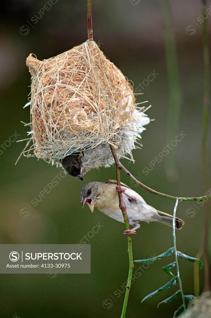 Masked Weaver, Ploceus velatus, Oudtshoorn, Klein Karoo, South Africa, Africa, adult female with young at nest