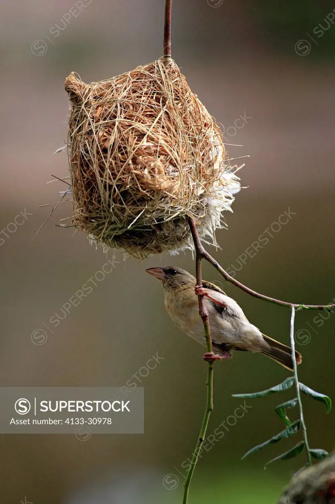 Masked Weaver, Ploceus velatus, Oudtshoorn, Klein Karoo, South Africa, Africa, adult female at nest