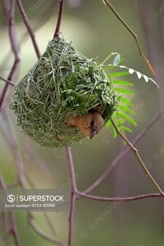 Masked Weaver, Ploceus velatus, Oudtshoorn, Klein Karoo, South Africa, Africa, young looking out of nest