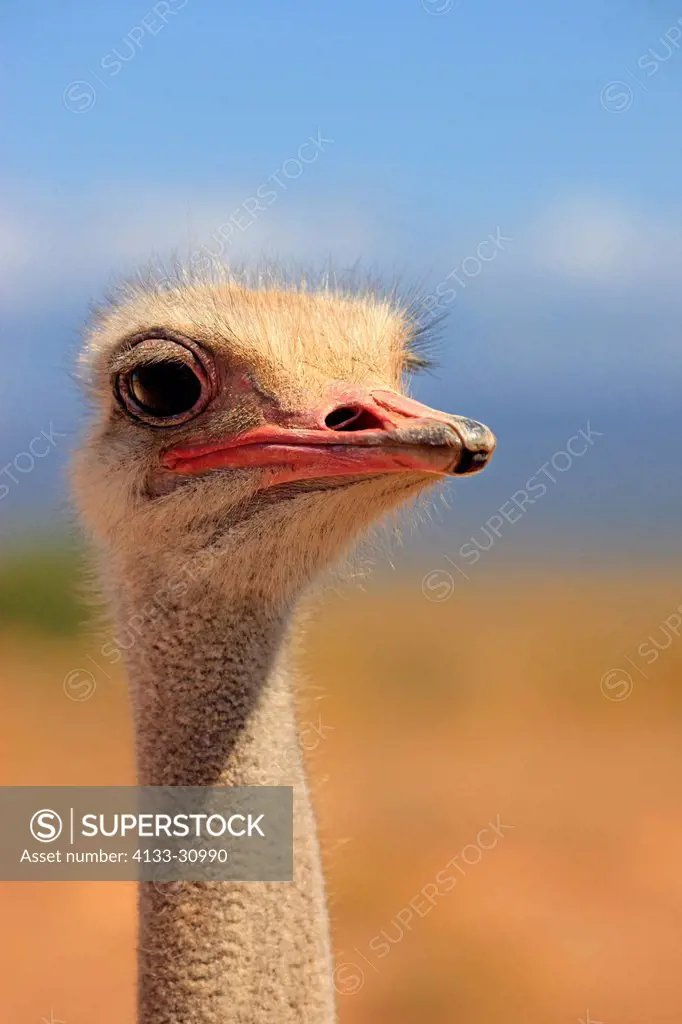 South African Ostrich, Struthio camelus australis, Oudtshoorn, Klein Karoo, South Africa, Africa, adult male portrait
