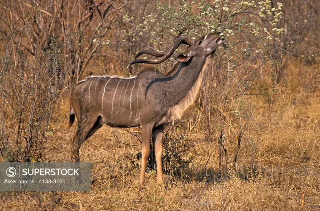 Greater Kudu,Tragelaphus strepsiceros,Chobe Nationalpark,Botswana,Africa,adult,male,feeding