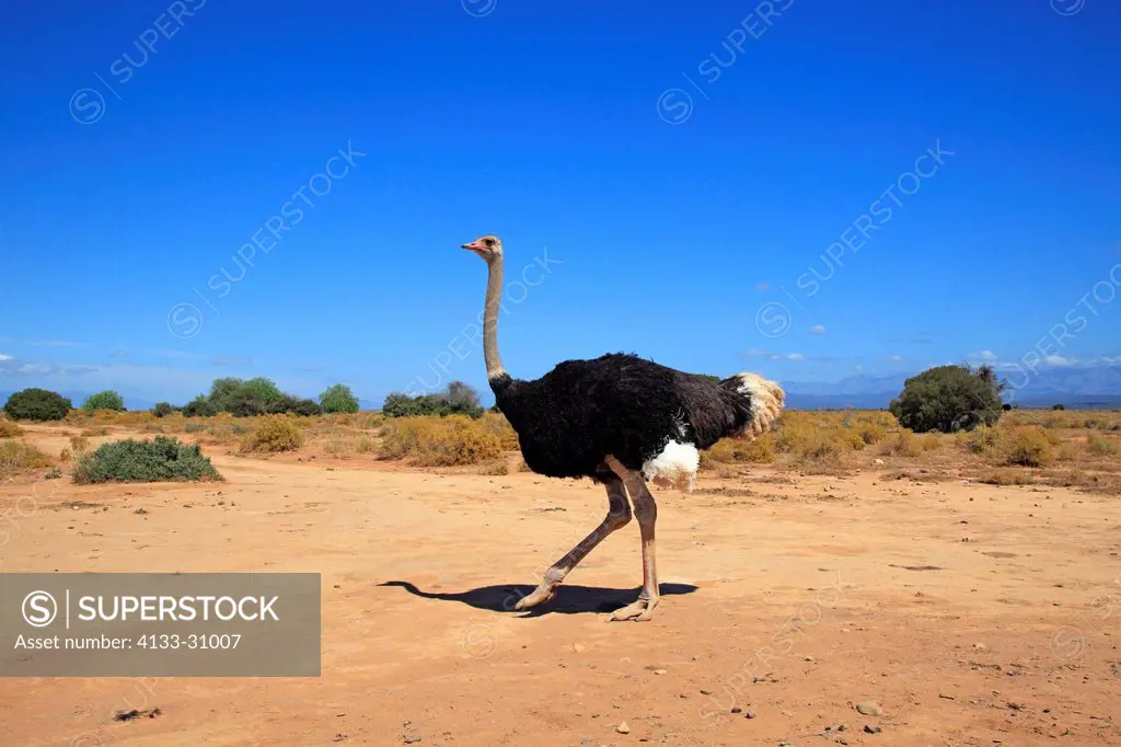 South African Ostrich, Struthio camelus australis, Oudtshoorn, Klein Karoo, South Africa, Africa, adult male
