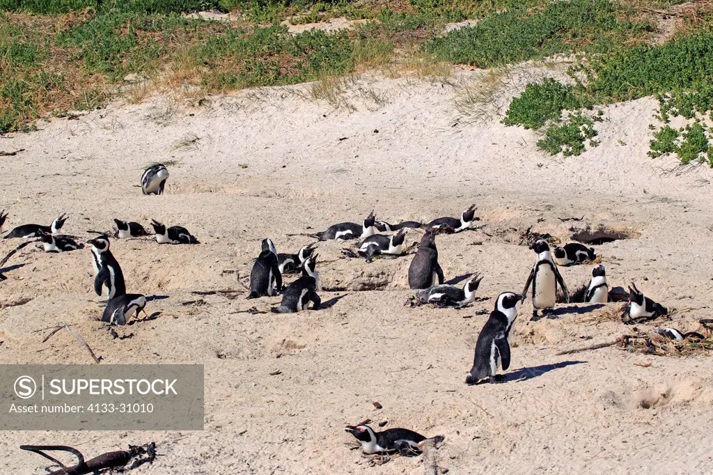 Jackass Penguin, Spheniscus demersus, Boulder, Simon´s Town, Western Cape, South Africa, Africa, adults breading at beach in colony