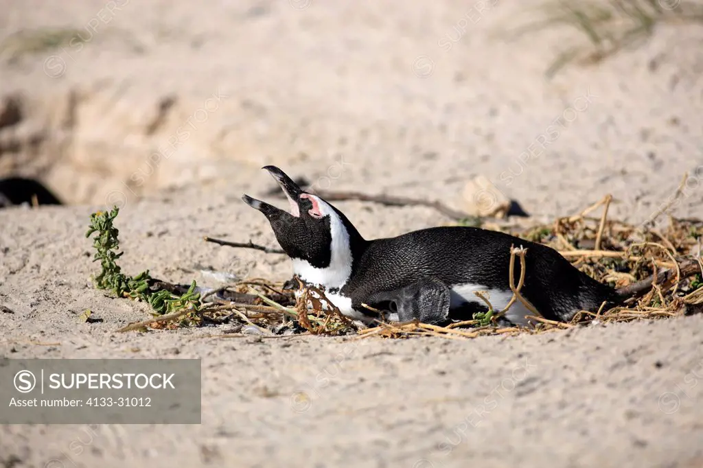Jackass Penguin, Spheniscus demersus, Boulder, Simon´s Town, Western Cape, South Africa, Africa, adult breading at beach