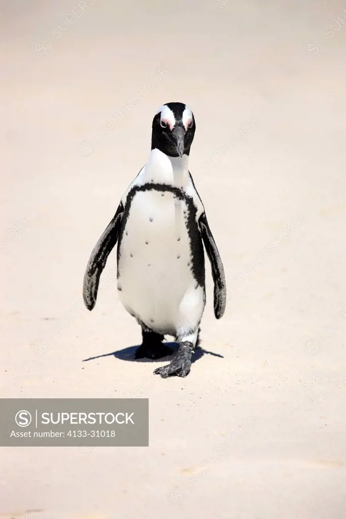 Jackass Penguin, Spheniscus demersus, Boulder, Simon´s Town, Western Cape, South Africa, Africa, adult at beach walking
