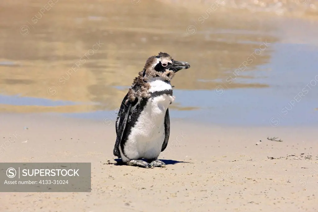Jackass Penguin, Spheniscus demersus, Boulder, Simon´s Town, Western Cape, South Africa, Africa, subadult at beach