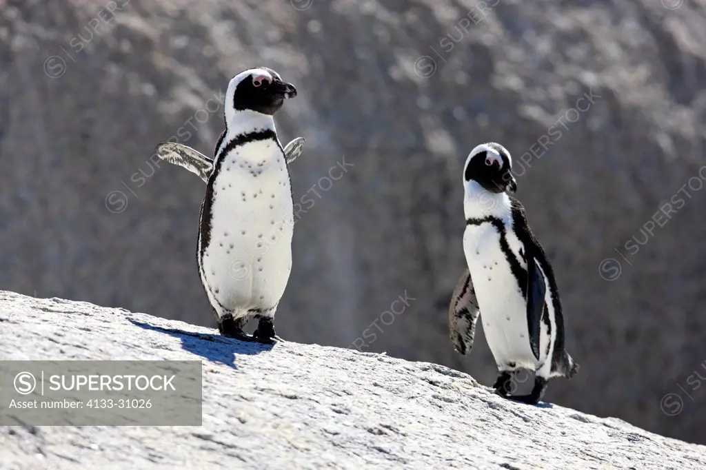 Jackass Penguin, Spheniscus demersus, Boulder, Simon´s Town, Western Cape, South Africa, Africa, adult couple on rock