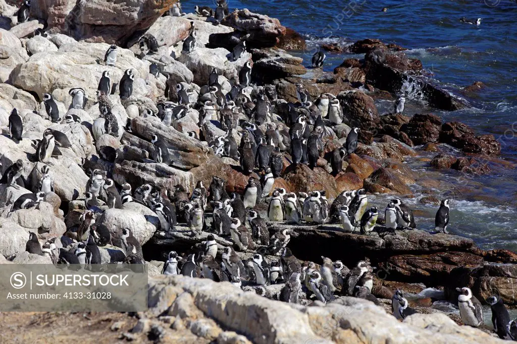 Jackass Penguin, Spheniscus demersus, Betty´s Bay, Western Cape, South Africa, Africa, colony on rock