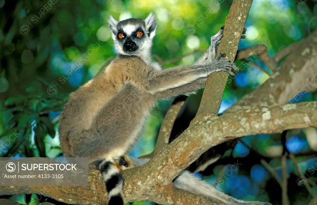 Ring-Tailed Lemur,Lemur catta,Berenty Game Reserve,Madagascar,Africa,adult on tree