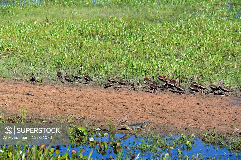 Black_Bellied Whistling Duck,Dendrocygna autumnalis,Pantanal,Brazil,adults,group,at water,South America