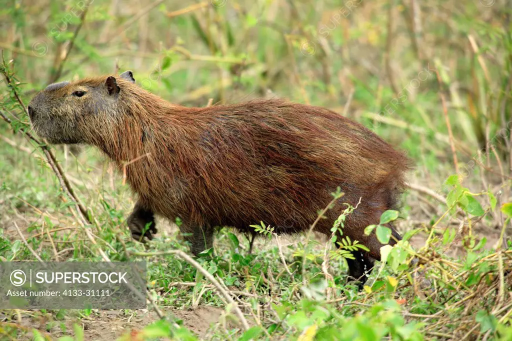 Capybara,Hydrochoerus hydrochaeris,Pantanal,Brazil,adult