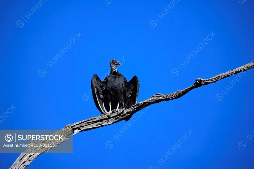 American Black Vulture,Coragyps atratus,Pantanal,Brazil,adult,on tree