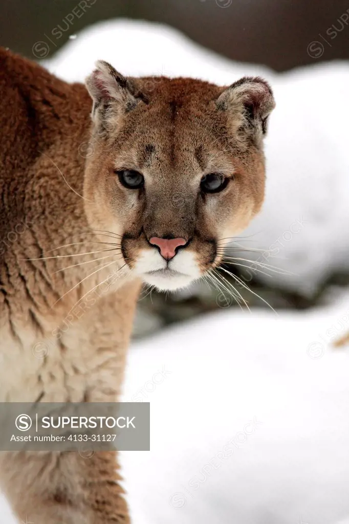 Mountain Lion,Felis concolor,Montana,North America,USA,adult in winter resting in snow
