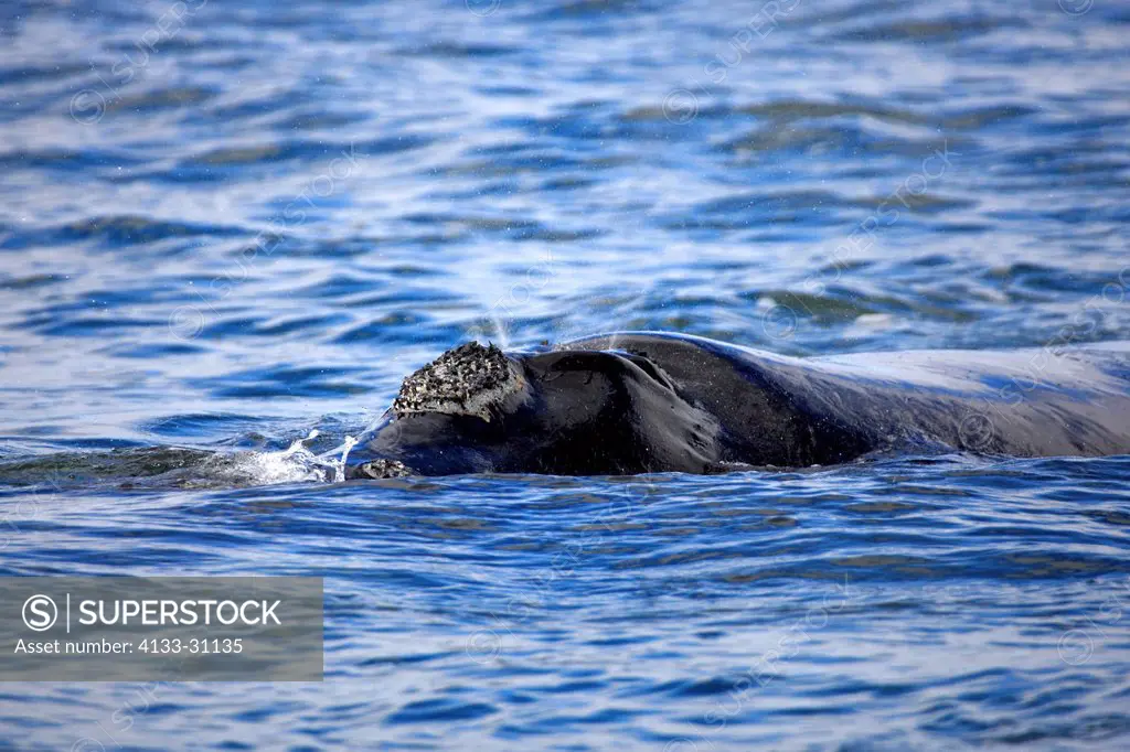 Southern Right Whale,Balaena glacialis,Simon´s Town,South Africa,Africa,breathing