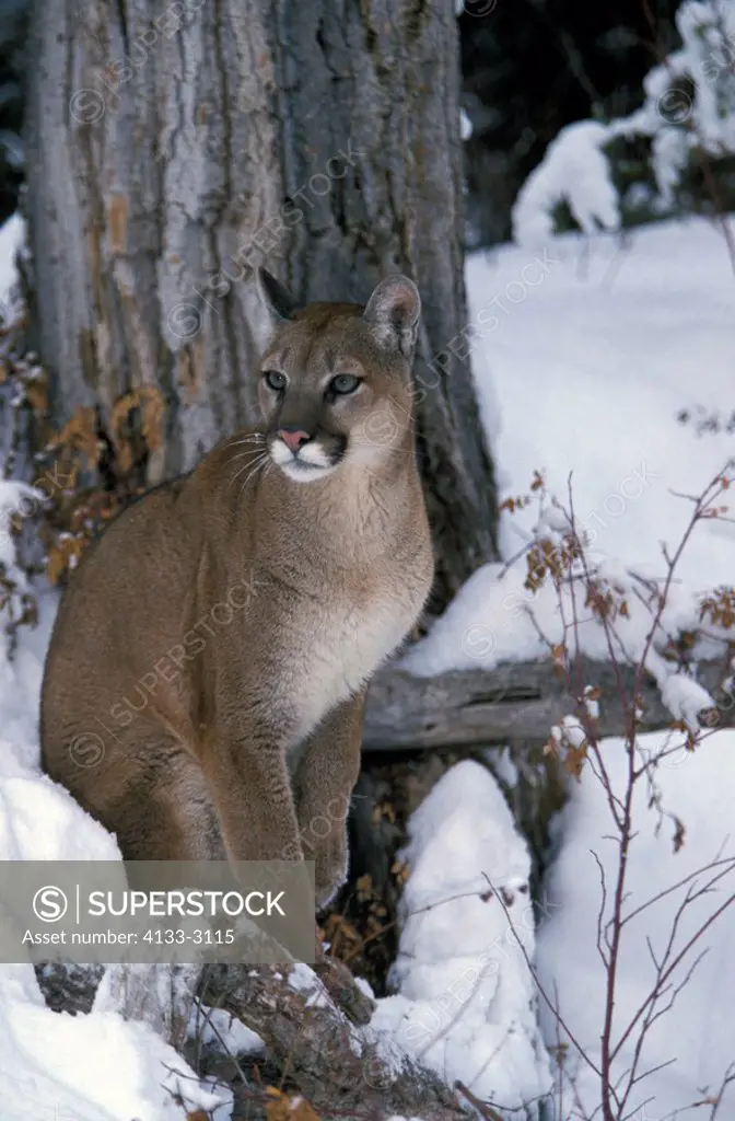Mountain Lion,Felis concolor,Montana,USA,adult female in snow