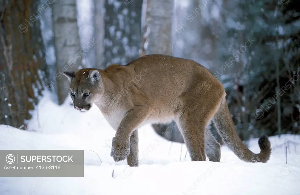 Mountain Lion,Felis concolor,Montana,USA,adult walking in snow in winter