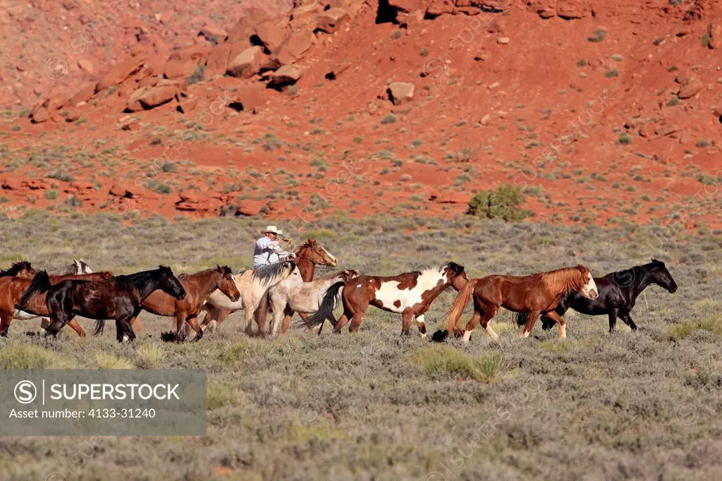 Navajo Cowboy, Mustang, Equus caballus, Monument Valley, Utah, USA, Northamerica, Cowboy and Mustang