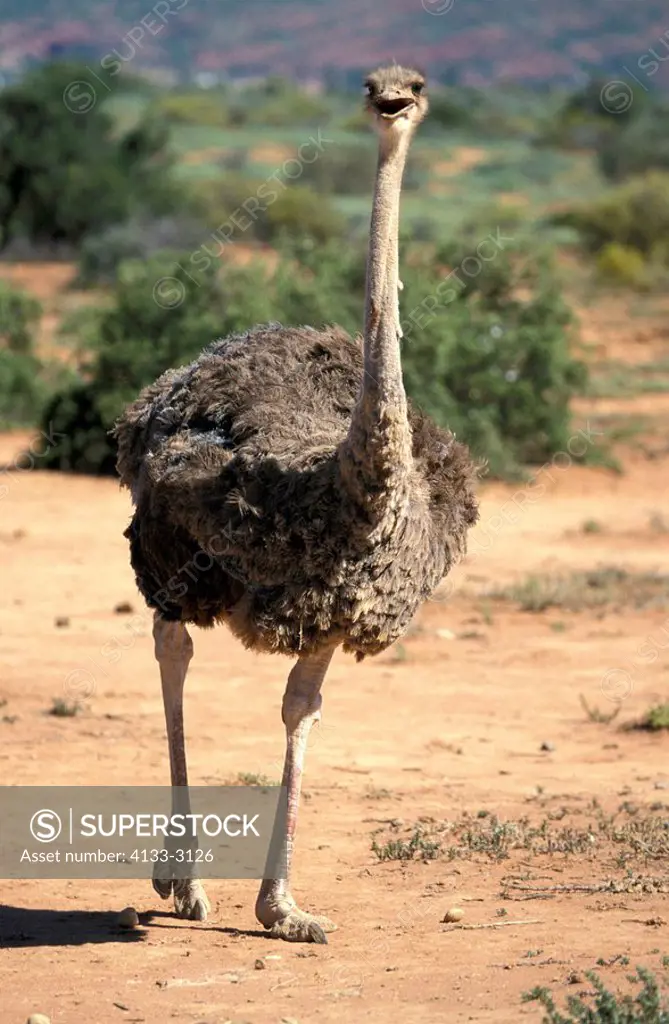 South African Ostrich,Struthio camelus australis,Oudtshoorn,Karoo,South Africa,Africa,adult female