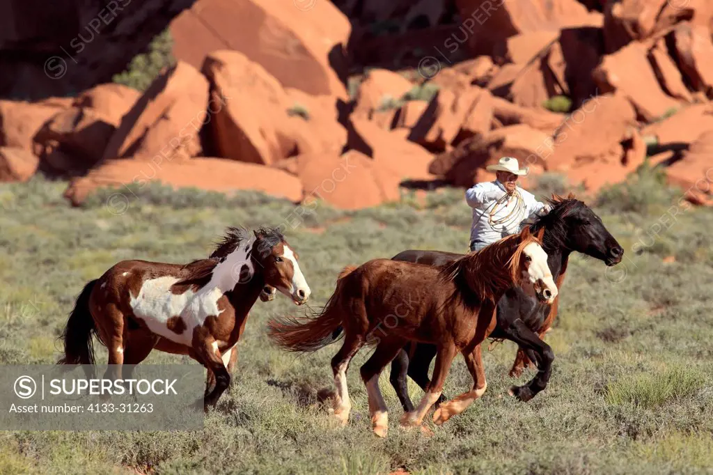 Navajo Cowboy, Mustang, Equus caballus, Monument Valley, Utah, USA, Northamerica, Cowboy and Mustang