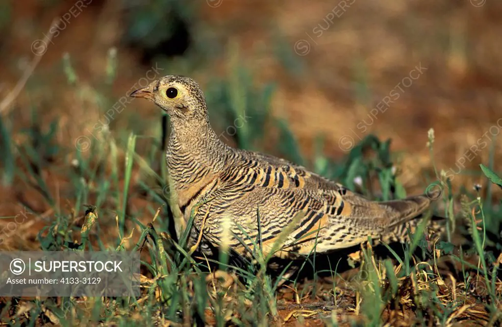 Lichtenstein`s Sandgrouse,Pterocles lichtensteini,Samburu Game Reserve,Kemya,Africa,adult female on ground
