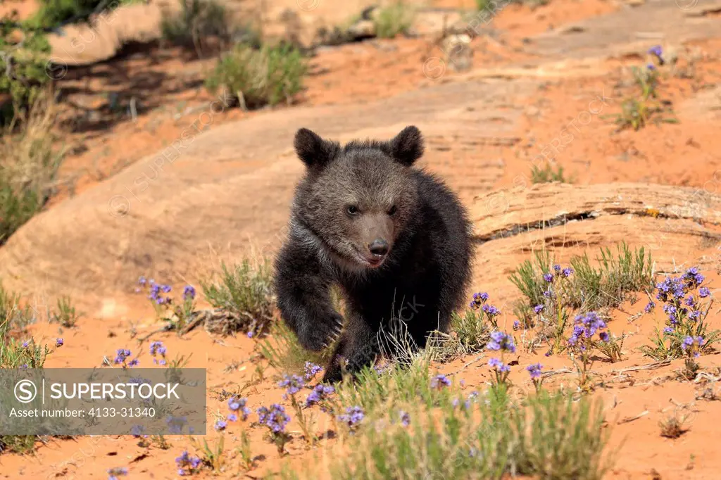 Grizzly Bear, Ursus arctos horribilis, Monument Valley, Utah, USA, three month old
