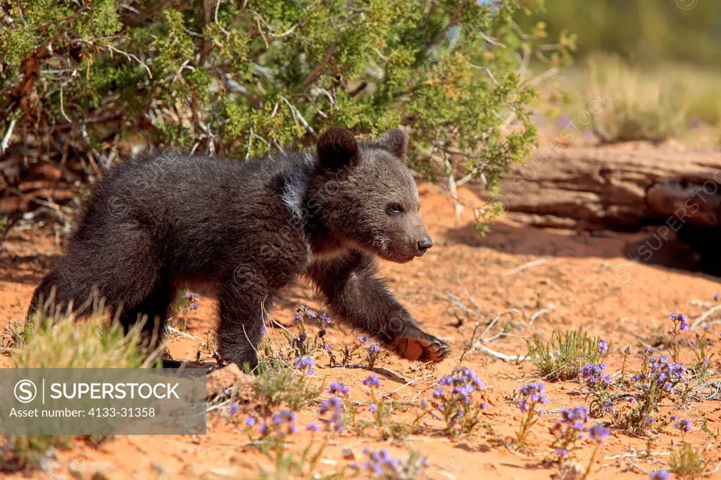 Grizzly Bear, Ursus arctos horribilis, Monument Valley, Utah, USA, three month old