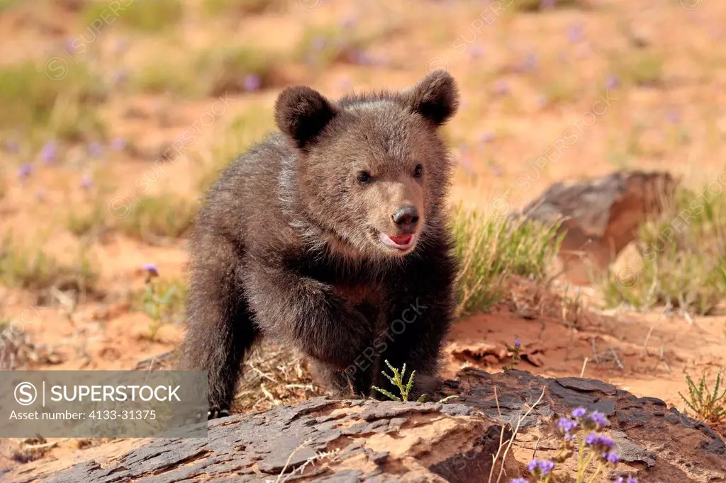 Grizzly Bear, Ursus arctos horribilis, Monument Valley, Utah, USA, three month old