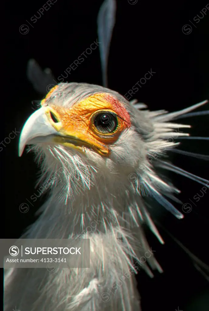 Secretary Bird,Sagittarius serpentarius,South Africa,Africa,adult portrait