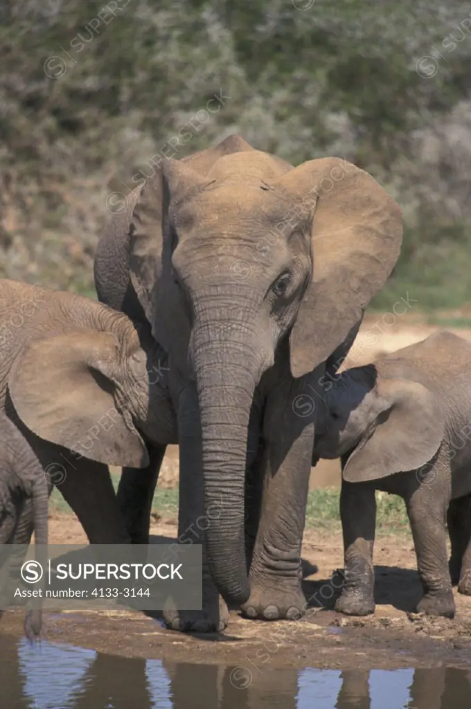 African Elephant , Loxodonta africana , Addo Elephant National Park , South Africa , Africa , Adult with two babies suckling , Group