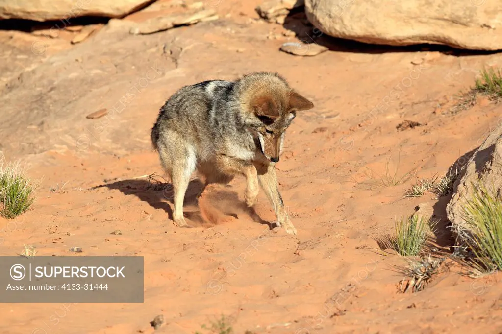 Coyote, Canis latrans, Monument Valley, Utah, USA, adult searching for food